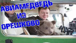 Русский летчик спас медвежонка сироту от гибели: теперь Мансур живет на аэродроме с личным бассейном