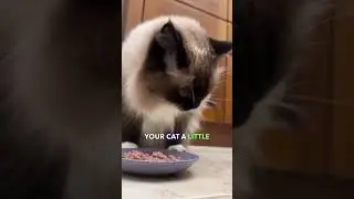 Why do cats need more food in winter? 🙀