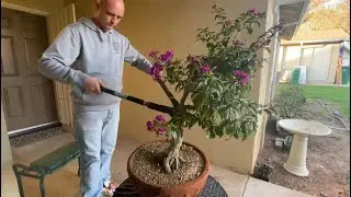 Ugly Bougainvillea into Simple Bonsai