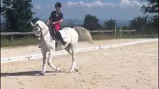 Cheval à vendre - Pur sang Arabe - equirodi.com
