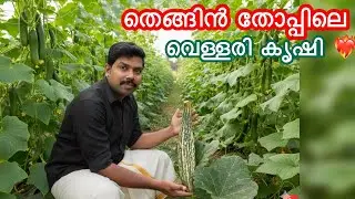 🌴 തെങ്ങിൻ തോപ്പിലെ വെള്ളരി കൃഷി 🥒 cucumber cultivation in coconut farm #farming #cucumber  #coconut 