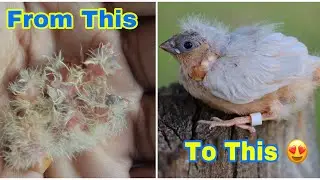 ZEBRA FINCH GROWING (DAY 0- 22)