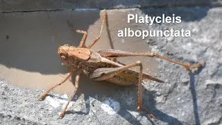 Platycleis albopunctata -- Westliche Bei&szlig;schrecke -- Common Grey Bush-cricket