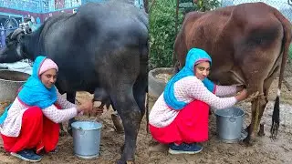 Buffalo milking | Cow milking full video | village vlogs@kavitavillagelife 