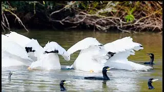 Neotropic Cormorants and American White Pelicans feeding in collaboration
