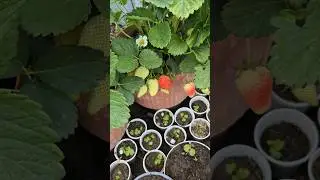 Growing Strawberry in pots. Do you like 🍓 #flowerszone ##flowers #garden #luleshtrydhe #lule