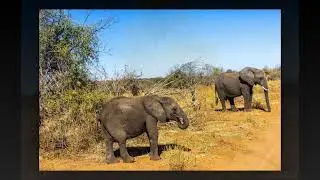 Chobe National Park Botswana Part 2