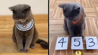 The Most Smartest Cats Ever!