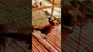 peasant farming#shortsvideo #shorts