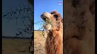 Amazing Camels are eating