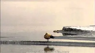 Ruddy Shelduck