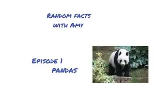 Random Facts with Amy - Pandas