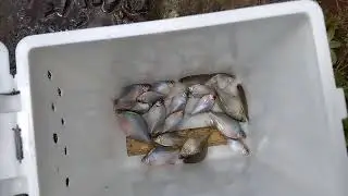 タナゴ釣り🐟2024/09/14/SA😎釣果記録🌀たまに吹く突風でパラソルが…⛱️