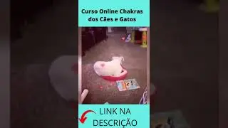 Curso Online Chakra dos c&atilde;es e gatos #shorts