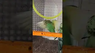 Budgie / Bird Flying Super Slow Motion HD