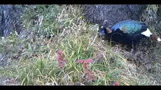 Sclater's Monal (Lophophorus sclateri)