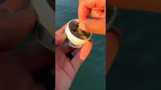 The 2 Types Of Fish Scent You SHOULD Have on Your Boat!