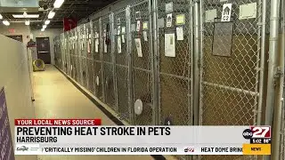 Here&rsquo;s how to protect your pets from the extreme heat