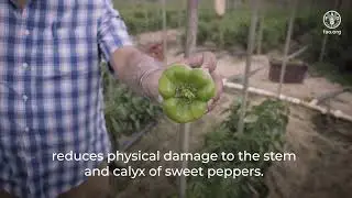 Technical tips to maintain quality and reduce food losses - Harvesting and handling of sweet peppers