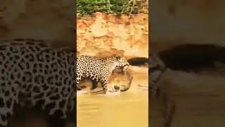 snake vs leopard. credit unknown🎥