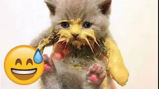 Only 1% Can Watch Without Laughing 😹🐶 Cats & Dogs 2026 🌈 #FunnyDogs #FunnyCats