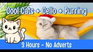 Cool Cats Cello & Purring for Cats & Kittens | Calming Cat Music & Relaxing Sounds (3 Hours)