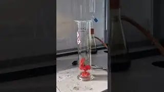 Хлорный газ отбеливает лепестки цветов ☠