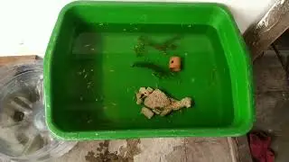Kegiatan Bersih-bersih Lubukan Mini Ikan Guppy dan Kasih Pakan Artemia #guppy #aquariumfish#kegiatan
