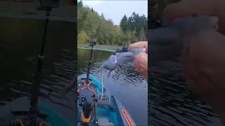 Can't Believe the Bass That Ate This Rat Lure! #bassfishing #kayakfishing #fishing #fishingvideo