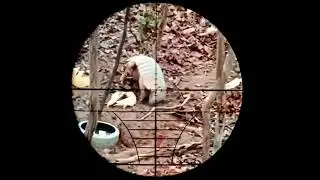 Tat&uacute; -peba na ceva de &aacute;gua e Minho #hunter #selva #ca&ccedil;a #carabinapcp #beeman1336 