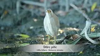 St&acirc;rc pitic - Little bittern - Botaurus minutus