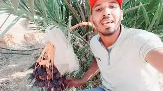 جودة ثمار نخيل  المجدول (المجهول -ميدجوول)
