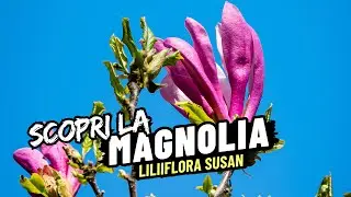 Magnolia Liliiflora Susan: un Albero che Sembra un Mazzo di Fiori Gigante 😍