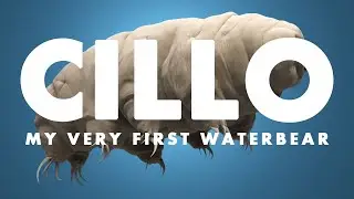 Introducing Cillo, the Tardigrade