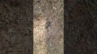 Cottonmouth snake encounter