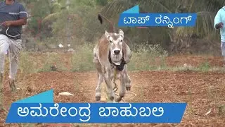 Highly active Hallikar Bull calf Running like Wild horse, Amarendra Bahubali Sampagere