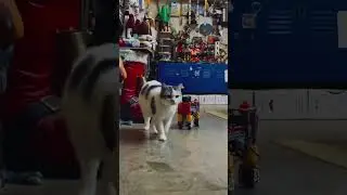 Oh! The Mechano cat is coming 😲😲#tomandjerry #brickbuilder #remotecontrol