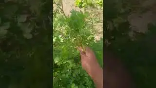 Organic coriander #organicserbia #organicgreens #organicgardening