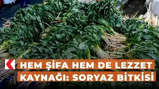 Hem şifa hem de lezzet kaynağı: Soryaz bitkisi