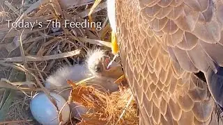 #73🦅CE14🐥6&deg;🥚／Captiva Eagle Nest2025-2026／Connie💗Clive／Window To Wildlife
