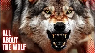 ALL ABOUT THE WOLF - SPECIES, BEHAVIORS, PHYSICAL CHARACTERISTICS, AND MUCH MORE!