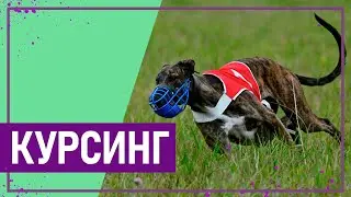 Вот это спорт! КУРСИНГ
