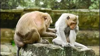 Daro monkey feeling so comfort when he got best grooming from big female monkey , ASMR Grooming