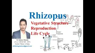 Rhizopus life cycle, vegetative structure,#fungi #bsc #1stsemexam  asexual and sexual reproduction
