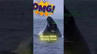 A Whale Swallowed a Kayak... and They SURVIVED?! (Real Footage!) #greenminute #viralvideo #education