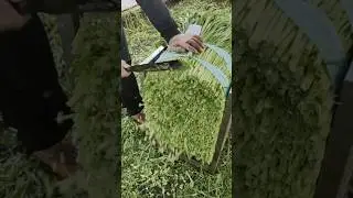 RT Hello4042246 mini rotary tillage and ridging all-in one tree 🌲 short view