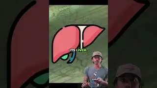 The Invisible Frog!
