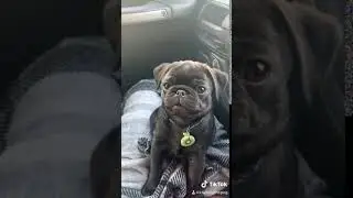 The Cutest Pug Puppy | Kiwi Bug The Pug | TikTok