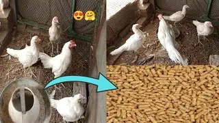 Best Time Table To Chicken Diet In Summer🥰❤️