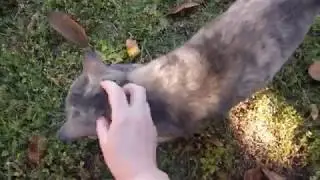 Pet CBD Oil for Speedy the Cat